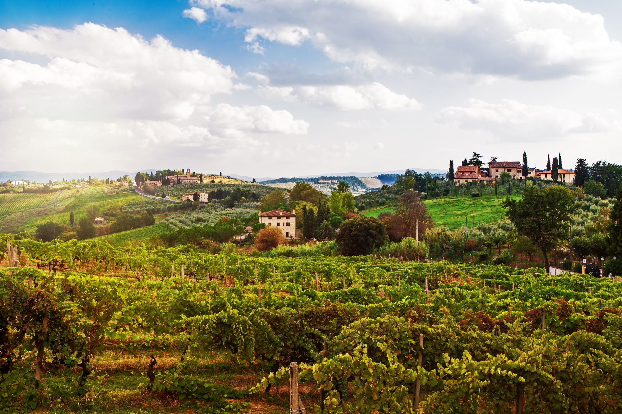 Tuscany Italy Vineyard and Countryside